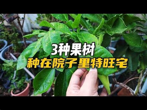 芒果樹風水|種芒果樹的風水忌諱 種芒果大門口影響風水嗎